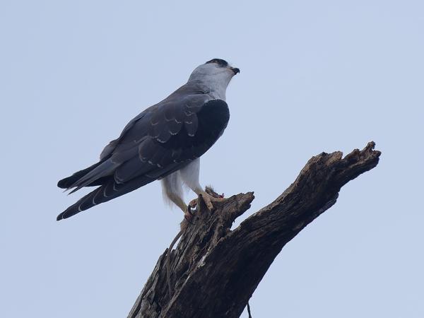 <h3><a href="/trips/tanzania/biota/animalia/chordata/aves/017 accipitriformes/004 accipitridae/elanus caeruleus/elanus caeruleus-nl.html">Elanus&nbsp;caeruleus</a> / Black‑winged&nbsp;kite / Grijze&nbsp;wouw</h3>OM-1 Mark II met OLYMPUS M.150-400mm F4.5, 1/2000 sec  bij F4.5, ISO 500, afstand 27.6&nbsp;m